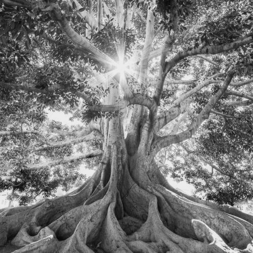 Sun shining through the canopy of a large tree with strong roots.