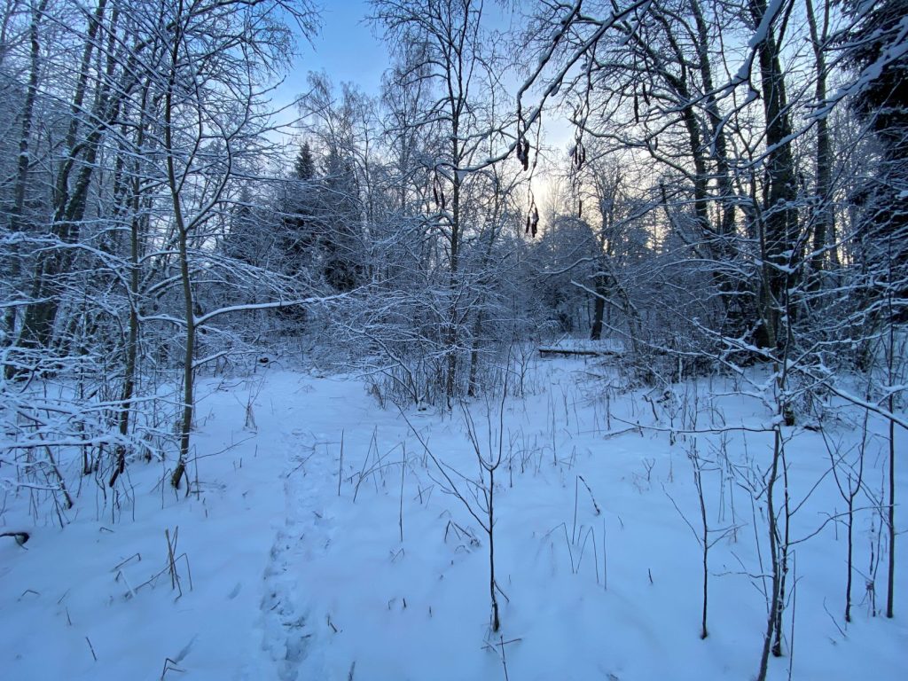 Sunset behind trees in a snowy landscape.