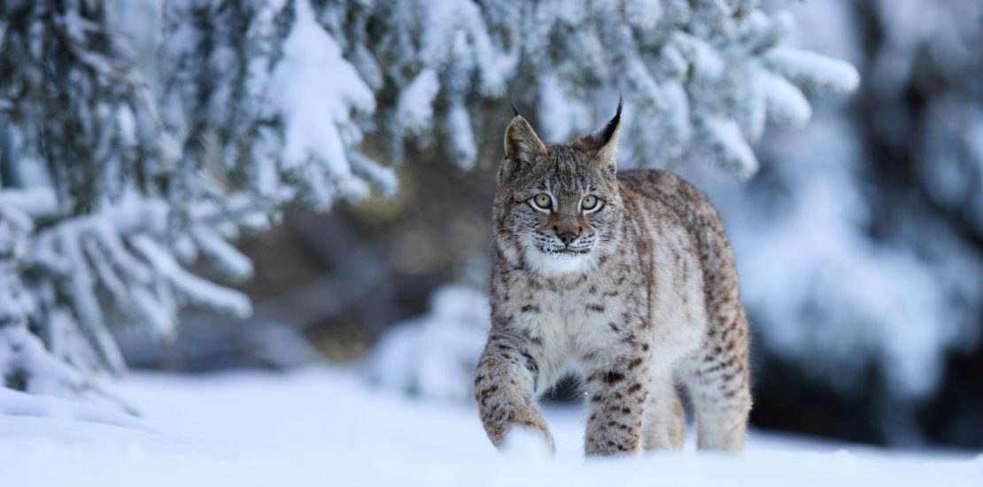 Lynx walking in a snowy winter forest.