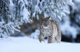 Lynx walking in a snowy winter forest.